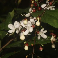 Clerodendrum smitinandii Moldenke